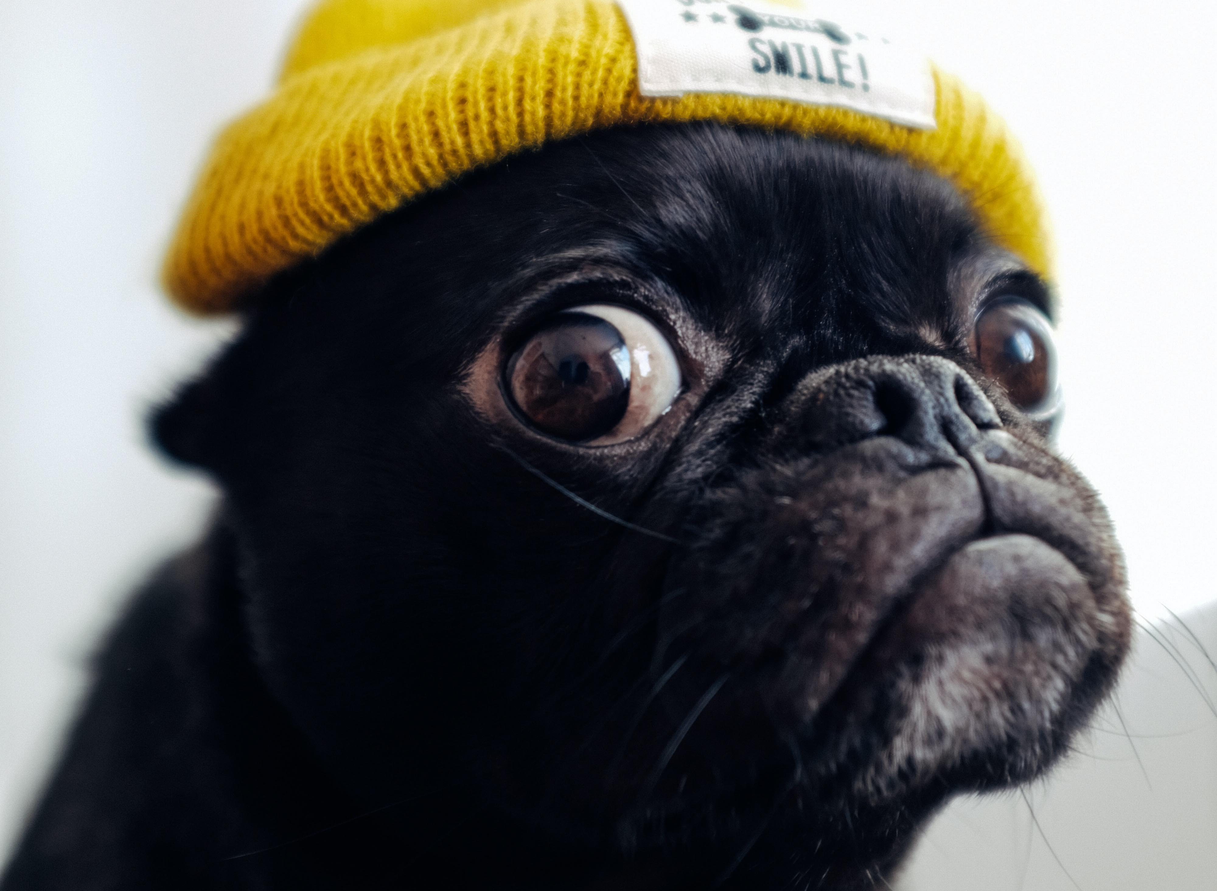 pug dog